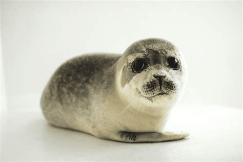 baby seals and humans